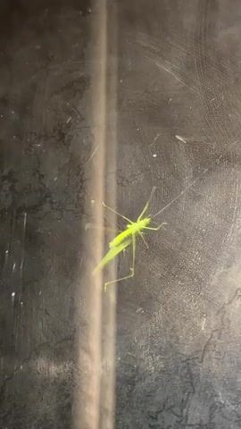 A bright green insect with long legs and antennae is shown on a dark, reflective surface. The insect is positioned horizontally and is facing to the right. Its legs are extended, and its antennae are long and delicate. The surface appears to be somewhat textured with faint lines or scratches. The lighting is uneven, casting some shadows and highlighting the insect.