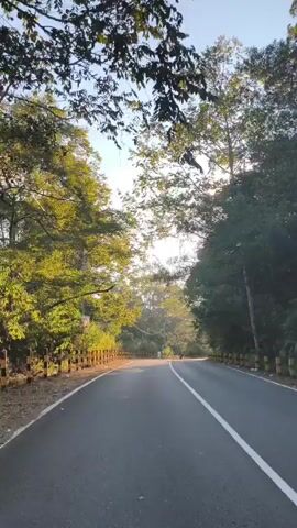 The video shows a view from a moving vehicle on a paved road. The road is bordered by trees and foliage on both sides. Sunlight is visible through the trees, creating lens flare and highlighting the clear sky. The road appears to be in a natural setting, possibly a park or forest. The sun is low in the sky, suggesting it is either early morning or late afternoon.