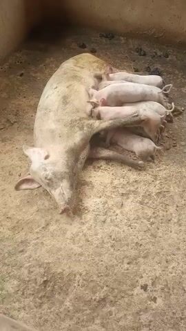 The video shows a sow lying on its side in a concrete enclosure, nursing around 10 piglets. The sow is light in color with some darker spots. The piglets are light pink and are actively suckling. The floor of the enclosure is stained and uneven, with some dark patches. The enclosure is bordered by concrete walls. The sow appears mostly still, focused on feeding her piglets.