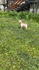 Sofia resident captures puppy playing, quiet indoor moments