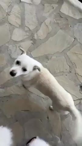A short video shows a medium-sized, light-colored dog on a stone patio. The dog is standing on its hind legs, looking up at the camera. The camera moves slightly, following the dog as it walks towards a black metal railing. The railing overlooks a grassy area with picnic tables and some decorations.  The sky is overcast.