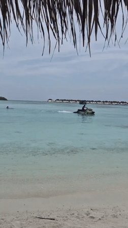 Jet ski rider and hunting heron spotted at Maldives beach