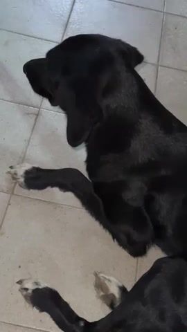 A black dog is lying on its side on a tiled floor. The dog's head is to the left of the frame and its body extends to the right. Its front left leg is extended forward, and its back legs are bent. The dog's tail is curled to the right. The floor tiles are square and light in color. In the background, there is a dark blue chair leg and some other objects that are out of focus. The lighting appears to be artificial.