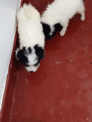 Puppies roaming and resting in a Nairobi home