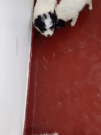 Puppies roaming and resting in a Nairobi home