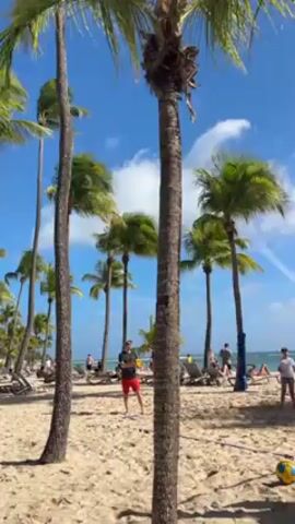 A sunny beach scene features people playing volleyball near palm trees and the ocean. The sky is blue with scattered clouds. A volleyball net is visible, and a yellow and blue ball lies on the sand. People are scattered across the beach, some playing volleyball, others sunbathing or walking. The camera moves slightly, showing the breadth of the beach area.