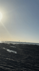 Coastal seabirds observed on rocky shoreline during sunny afternoon