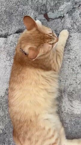 A close-up video of an orange tabby cat lying on its back on a grey concrete surface. The cat's head is tilted, and its green eyes are looking up at the camera. Its mouth is slightly open, revealing its pink tongue. The cat's paws are extended. The background is blurry, but appears to be more concrete and some small debris. The video is shaky and appears to have been filmed by someone holding the camera.