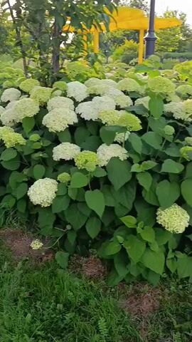 This video showcases a dense hedge of blooming hydrangeas in Stryków, Poland. The hydrangeas are in various stages of bloom, with some featuring full, rounded white flower heads and others displaying lighter green, developing buds. The plants have large, deep green leaves that form a lush backdrop to the flowers.

The scene appears to be an outdoor garden or park setting. In the background, a yellow structure, possibly a decorative arch or gazebo, is visible, along with trees and foliage. The lighting suggests it is either early morning or late afternoon, with soft sunlight filtering through the leaves. The overall atmosphere is serene and natural. No people are visible in the frame. There is no visible text.