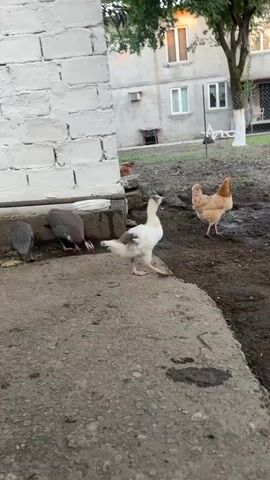This video shows a yard with several birds in front of a white brick building. A white goose and three guinea fowl are present. The guinea fowl are pecking at the ground, likely eating. The goose is standing to the right of the guinea fowl, also looking down as if searching for food. In the background, there is a light-colored building with windows and a tree. The ground appears to be dirt and concrete, with some puddles. The lighting suggests it is daytime, possibly late afternoon or early evening, with a soft glow from the sun. The environment appears to be a rural or semi-rural setting, consistent with the provided location context of Zugdidi, Georgia. There are no people or text visible in the video.