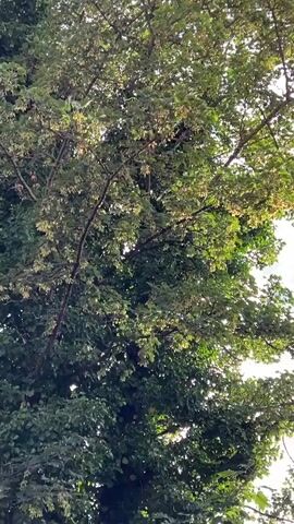 This is a vertical, low-angle shot looking up at the canopy of several trees on a cloudy day. The trees are densely leaved, with a mix of green and lighter, possibly yellowing, foliage. Sunlight filters through the leaves, creating a dappled effect. The branches are visible, some with a reddish-brown hue. In the distance, the sky is a pale blue with scattered white clouds. There is a hint of a red-leaved tree on the left side of the frame, and another on the right, peeking through the greenery. The overall impression is of a lush, natural environment, likely a park or garden. The lighting suggests it is daytime, possibly late morning or early afternoon, given the brightness and the angle of the sun. There are no people or discernible objects other than the trees and the sky. The scene evokes a sense of calm and natural beauty. There is no visible text in the media file.