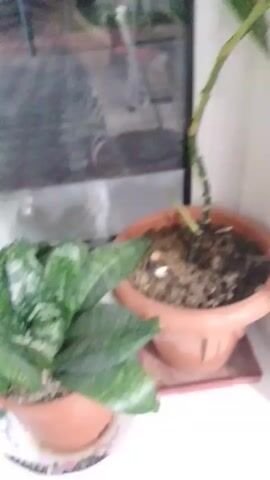 The video shows two potted plants in front of a window. The plant in the foreground is a snake plant with green and white variegated leaves. It is in a terracotta pot with a decorative saucer. The plant in the background appears to be a rose bush or a similar thorny plant, also in a terracotta pot. The scene is lit by natural light coming through the window, and the overall environment appears to be indoors.