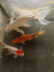 Three patterned koi circling a tank in Aceh