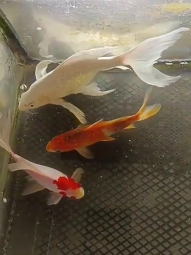 Three patterned koi circling a tank in Aceh