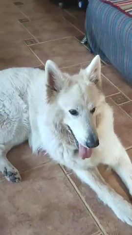 A white German Shepherd lies on a tiled floor, panting with its tongue out. The dog is the sole subject in the frame, positioned centrally and facing slightly to the right. Its fur appears thick and fluffy, especially around its neck and chest. The tiled floor is a neutral brown color with darker grout lines. In the background, a portion of a sofa with a blue and white striped fabric is visible. The lighting suggests an indoor setting, possibly during the daytime given the natural light implied. The dog's posture and panting indicate it might be warm or has recently exerted itself. The overall impression is a calm, domestic scene. No text is visible in the media.