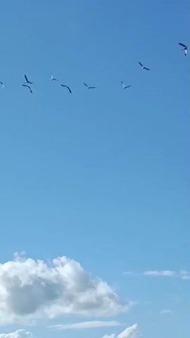 A flock of birds flies across a bright blue sky with scattered white clouds. The birds appear to be a mix of larger, darker birds and smaller, lighter-colored birds, some of which have pinkish tinges. They are spread out in a loose formation, with some birds flying individually and others in smaller groups. The camera is looking up at the sky, capturing the birds in flight.