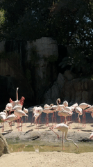 Morning zoo visits and street scenes captured in Valencia