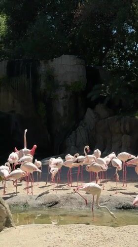 Morning zoo visits and street scenes captured in Valencia