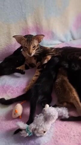 A mother cat with tabby markings and large ears lies on a pink and blue tie-dye blanket, nursing several kittens. Two of the kittens are black, one is tan, and another appears to be mostly black with some tan markings. Two cat toys, a white mouse with an orange tail and a gray stuffed animal, are on the blanket near the kittens. The mother cat's eyes are mostly closed as she nurses.
