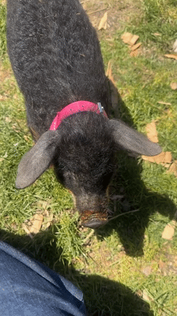 Piglet and Jack Russell Terrier spotted in Bulgarian yard