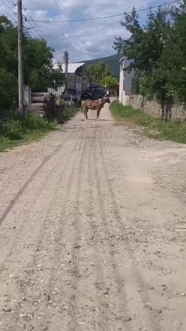 The video shows a donkey standing in the middle of a dirt road. The donkey is facing away from the camera and is wearing a harness. The road is surrounded by trees and houses. The sky is cloudy. The video is shaky, suggesting it was filmed by someone walking.