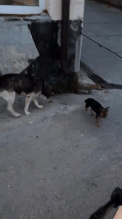 Ordinary moments documented across Sochi during evening hours