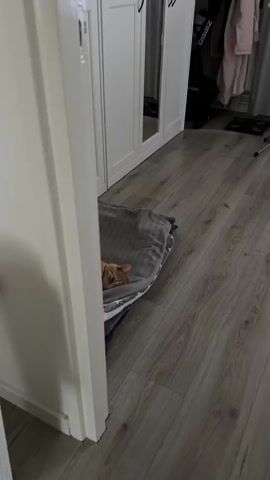 A ginger cat is sleeping on a stack of blankets in front of a closet door that has a mirror on it. The cat is lying on its back with its legs spread out. The cat's eyes are closed and its head is resting on the blankets. The closet door is white and the blankets are gray. The floor is made of wood.