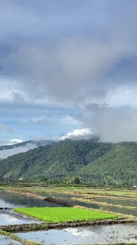 The video shows a wide-angle view of a rural landscape dominated by lush green hills partially obscured by clouds. In the foreground, there are flooded rice paddies, with some sections showing newly planted green rice shoots. A small, simple shelter with a thatched roof is visible in the right-hand portion of the frame, situated within the flooded paddies. The sky is a mix of blue and white clouds. A single figure is visible walking in the distance within the rice paddies. The overall impression is one of tranquility and natural beauty.