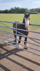 Roadside horse encounter captured in Huntingdonshire morning stop