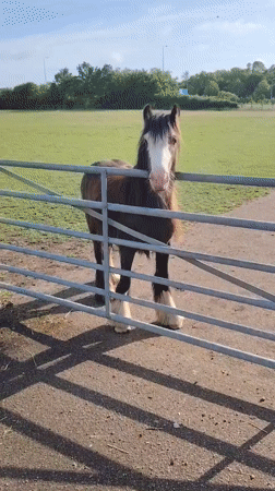 Roadside horse encounter captured in Huntingdonshire morning stop