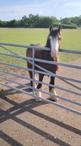 Roadside horse encounter captured in Huntingdonshire morning stop