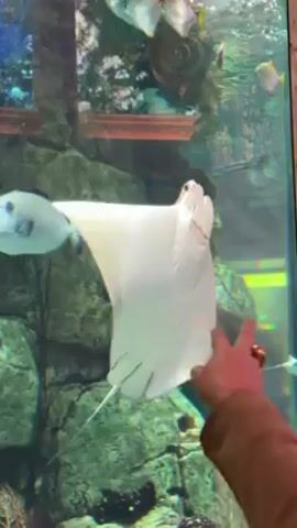 The video shows a person pointing at a large aquarium. The aquarium is filled with fish and aquatic plants. A large white stingray swims close to the glass, and the person points at it. Other fish, including smaller, silver ones, are visible in the tank. The aquarium is decorated with artificial rocks and plants, creating a simulated underwater environment. The hand doing the pointing has a ring on the finger.