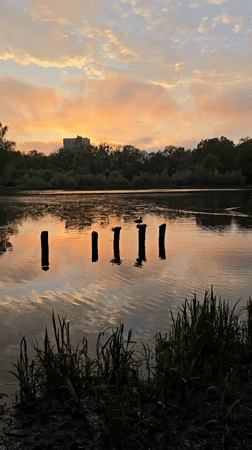 Ducks swim in Kaliningrad pond during colorful sunset