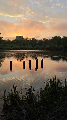 Ducks swim in Kaliningrad pond during colorful sunset