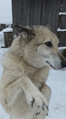 Dog stands on hind legs during snowfall in Russia