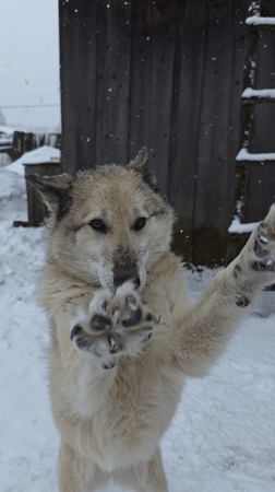 Dog stands on hind legs during snowfall in Russia