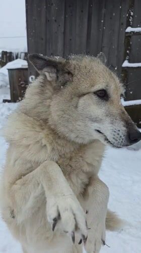 Dog stands on hind legs during snowfall in Russia