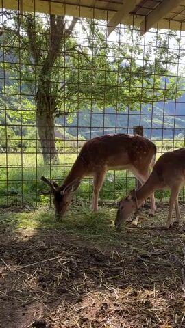 Two deer are grazing on grass inside a fenced enclosure. The deer are brown with white spots and have antlers. The enclosure has a dirt floor with hay and is surrounded by a wire fence. A tree with green leaves is visible behind the fence, and a mountainous landscape is in the background. The sun is shining, casting shadows on the ground.