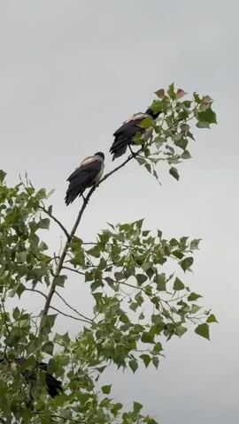 Two birds with grey bodies and black heads are perched on a tree branch. One bird is on the left, facing right, while the other bird is on the right, facing left. The bird on the right appears to be interacting with the bird on the left, possibly preening or feeding it. The tree has green leaves, and the sky is overcast.
