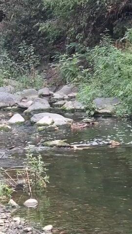 A slow-motion video shows a shallow, rocky stream flowing through a wooded area. Several ducks swim in the murky water. The banks of the stream are lined with dense green foliage and rocks.