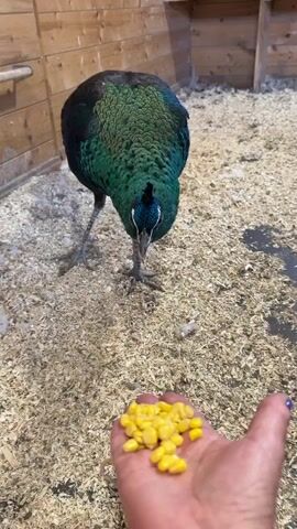 A hand holding corn kernels is offered to a green peacock standing on a sawdust-covered floor inside a wooden enclosure. The peacock tilts its head and looks at the corn.