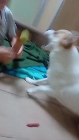 A young boy with blonde hair and wearing a grey t-shirt and patterned shorts is sitting on a brown couch. A small white and brown dog is standing on the couch facing the boy. The boy appears to be playing with the dog, and is holding a yellow object, possibly a toy. The dog is looking towards the boy. The background shows a wall with a light green color, a wooden floor, and a doorway. A blue blanket is also visible on the couch. The scene appears to be indoors, likely a living room.