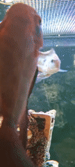 Tropical fish aquarium recorded by witnesses in southern Israel