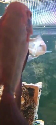 Tropical fish aquarium recorded by witnesses in southern Israel