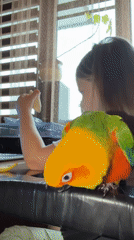 Girl feeds parrot, electric bus spotted in Khimki