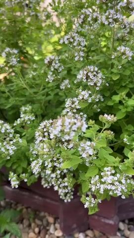 A close-up video shows a plant with small white flowers and green leaves. The plant is in a planter box made of dark wood, with gravel visible below the planter. The background is out of focus and appears to be a fence or wall. The lighting suggests it is daytime, possibly outdoors. There are no people visible in the video. The camera is static.