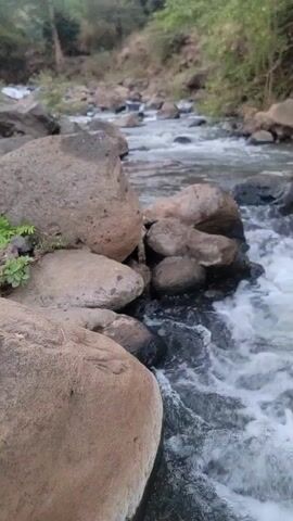 The video shows a stream with clear water flowing rapidly over and around rocks. The stream is surrounded by trees and vegetation. The water is frothy and turbulent in places, and the rocks are various sizes and colors.