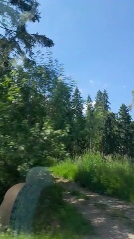 The video shows a blurred, motion-distorted view of a forest from a moving vehicle. Tall, slender trees with green foliage dominate the scene, with the ground covered in green underbrush. The sky is visible through the trees, appearing bright and possibly blue. The perspective suggests the viewer is looking out of a window, likely of a car or train, as the scenery passes by rapidly. There are no visible people or specific objects of interest, only the general environment of a wooded area.