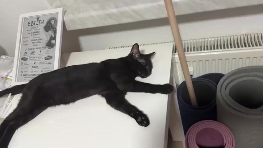 A black cat is lying on its side on a white surface. Its paws are extended, and its body is stretched out. The cat is looking towards the right side of the frame, with its eyes open and its ears perked up. To the right of the cat, there are several rolled-up yoga mats, one of which is pink. A wooden pole is leaning against the yoga mats. In the background, there is a framed poster on the wall and a radiator. The lighting appears to be artificial, casting shadows on the scene.