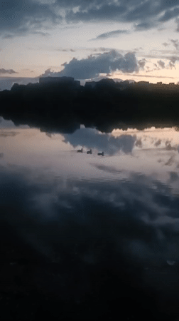 Ducks on calm Minsk water at golden hour